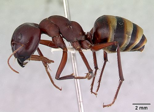 Camponotus aurocinctus